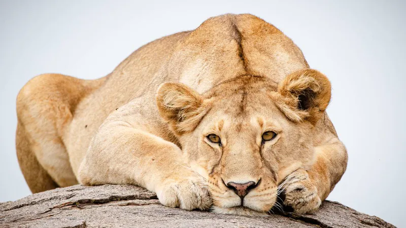 6 Day - Tanzania Safari Experience - Midrange
