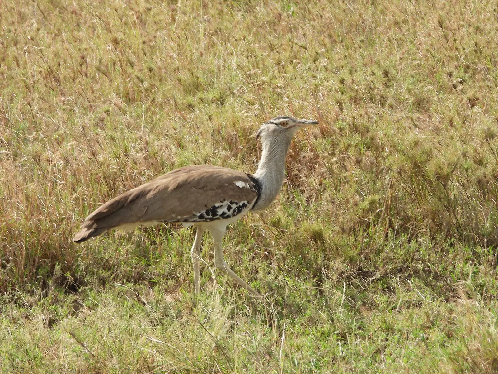 3DAYS SAFARI TO TARANGIRE ,MANYARA AND NGORONGORO CRATER