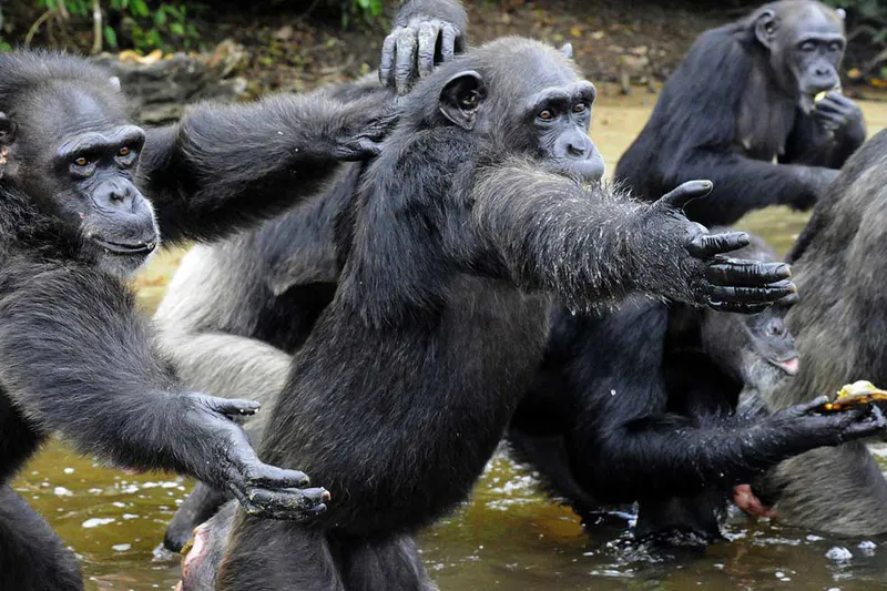 2-DAY GOMBE NATIONAL PARK: FLY FROM DAR ES SALAAM
