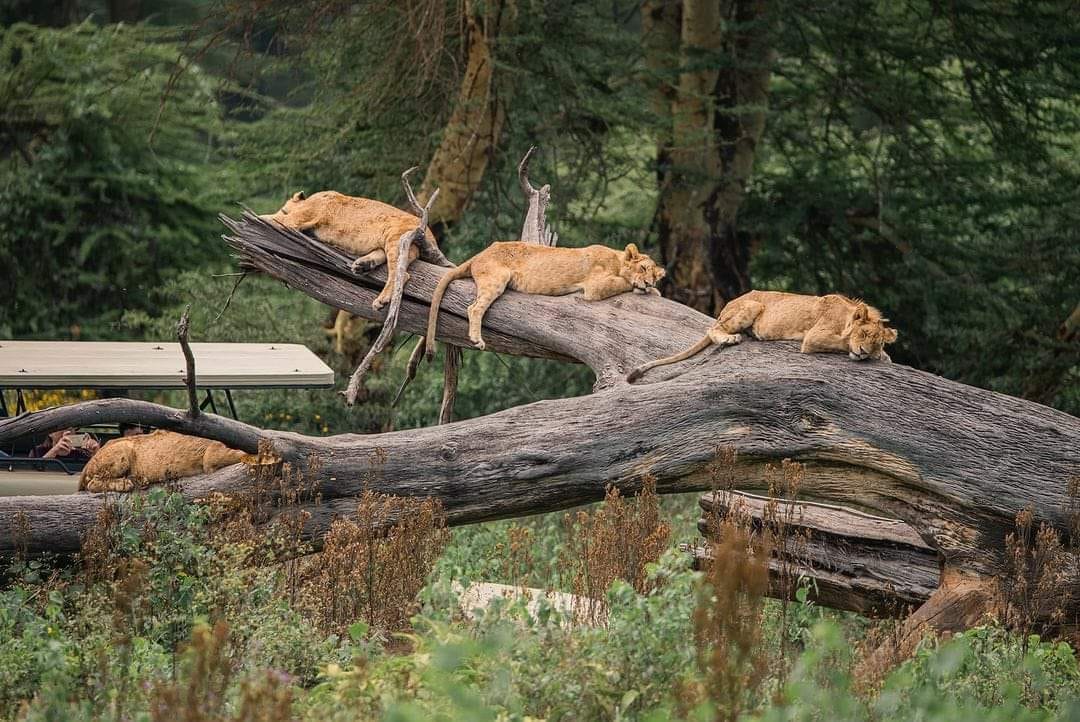 7-Day Group Joining Safari to Masai Mara, Lake Nakuru, Naivasha & Amboseli – Budget Adventure