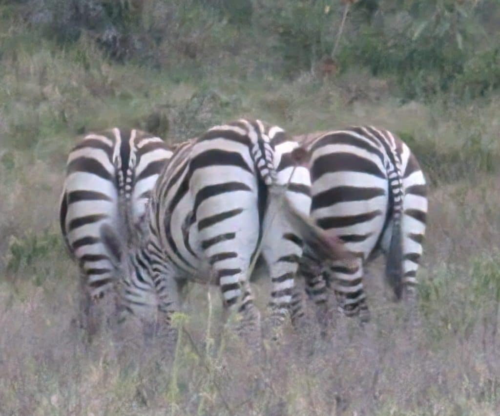 3-Day Spectacular Safari In Lake Nakuru National Park
