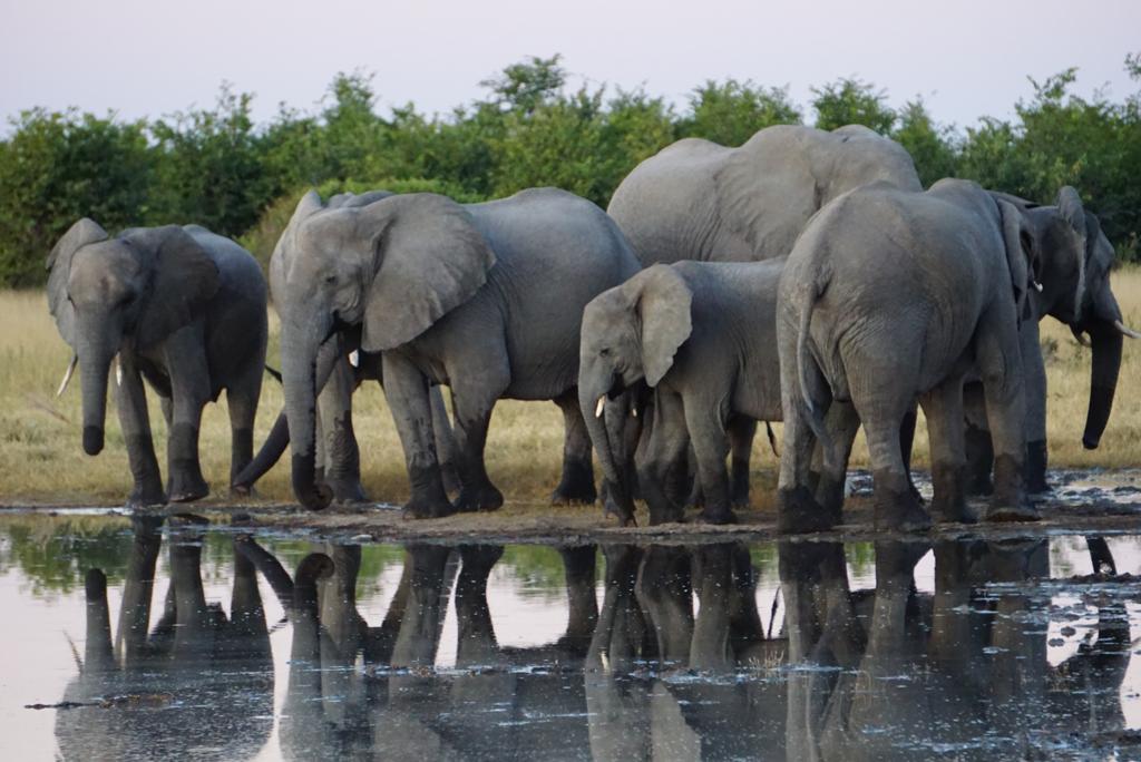 3 Days / 2 Nights Maun - Okavango Delta - Maun