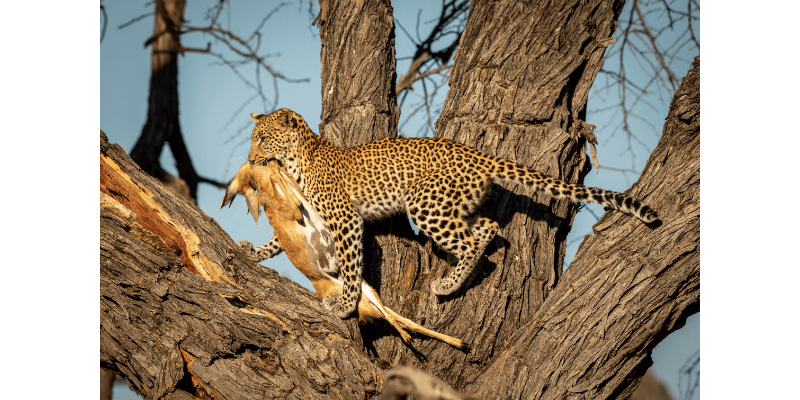 1-Day Full Day of Shared Safari in Mikumi Flying in & out from Zanzibar