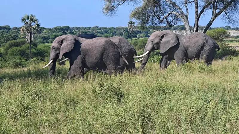 17天坦桑尼亚与肯尼亚丛林safari至海滩体验