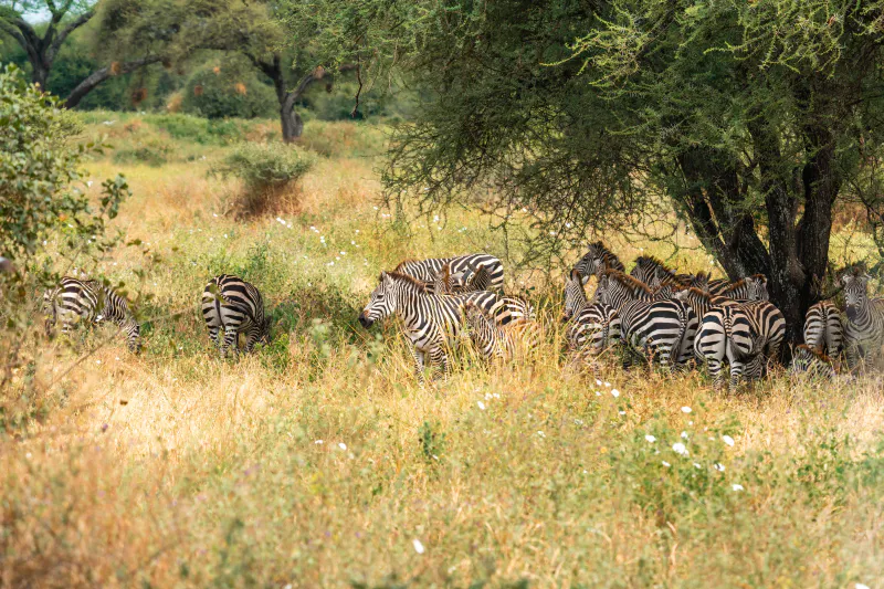 9 Day Migration Safari Calving Season from Dec + Zanzibar