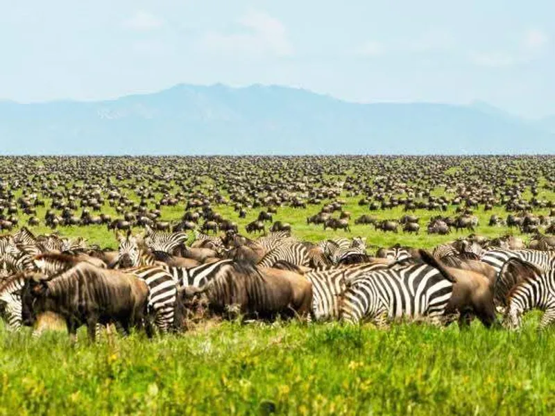 4 Days Ndutu Migration Safari
