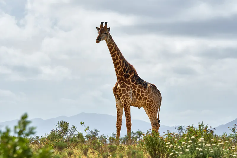 4Days_3 Nights_Tarangire Serengeti & Ngorongoro_
