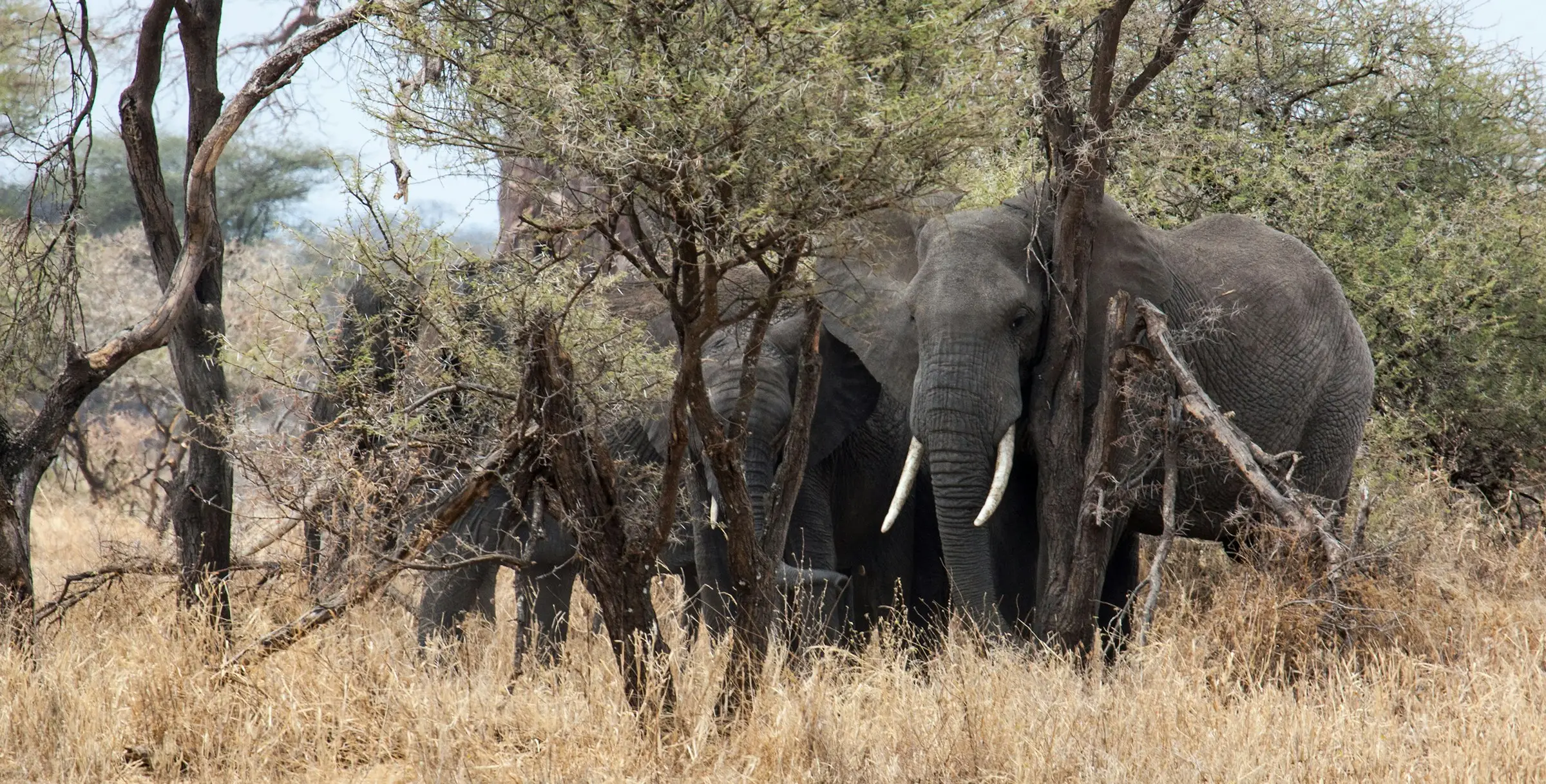 6-Day Best Tanzania Safari Experience & Pink Flamingos