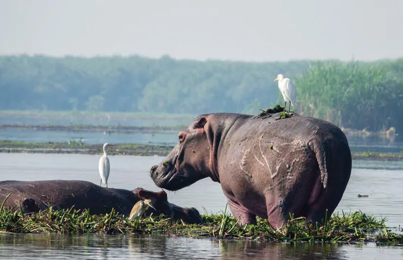 15 Days in the Wild Uganda Safari