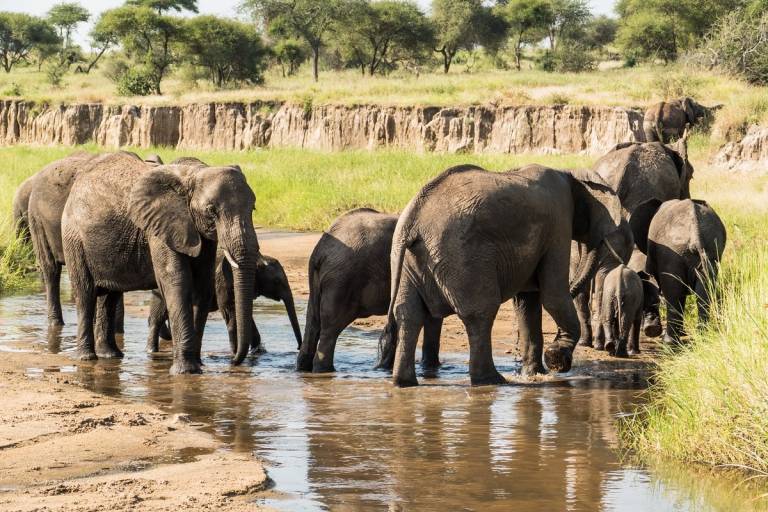 8 Day Simba Luxury Safari