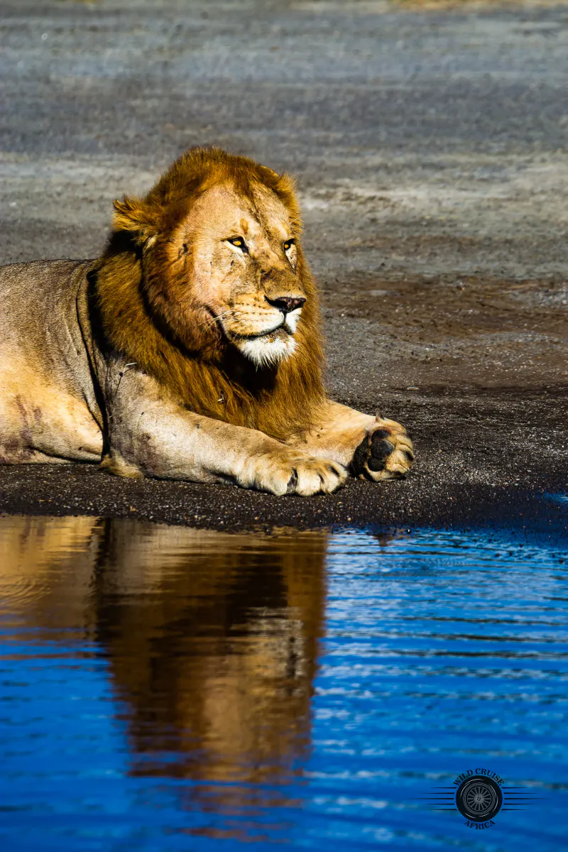 8-Day Watching the Great Wildebeest Migration-Mid-Range