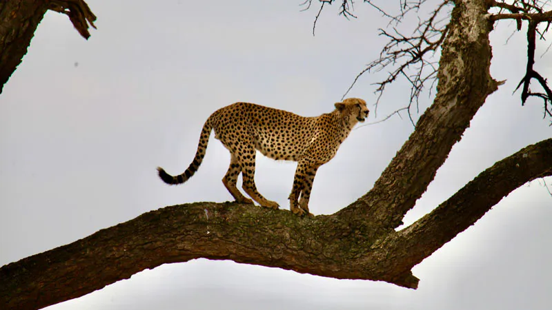 6-Day Midrange Private Safari