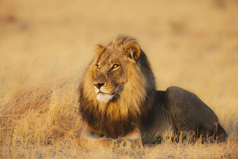 8 Days Tanzania Authentic Mid-Range Safari