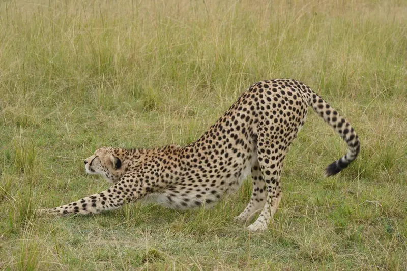 5 Days 4 Nights Group Land cruiser shared Safaris