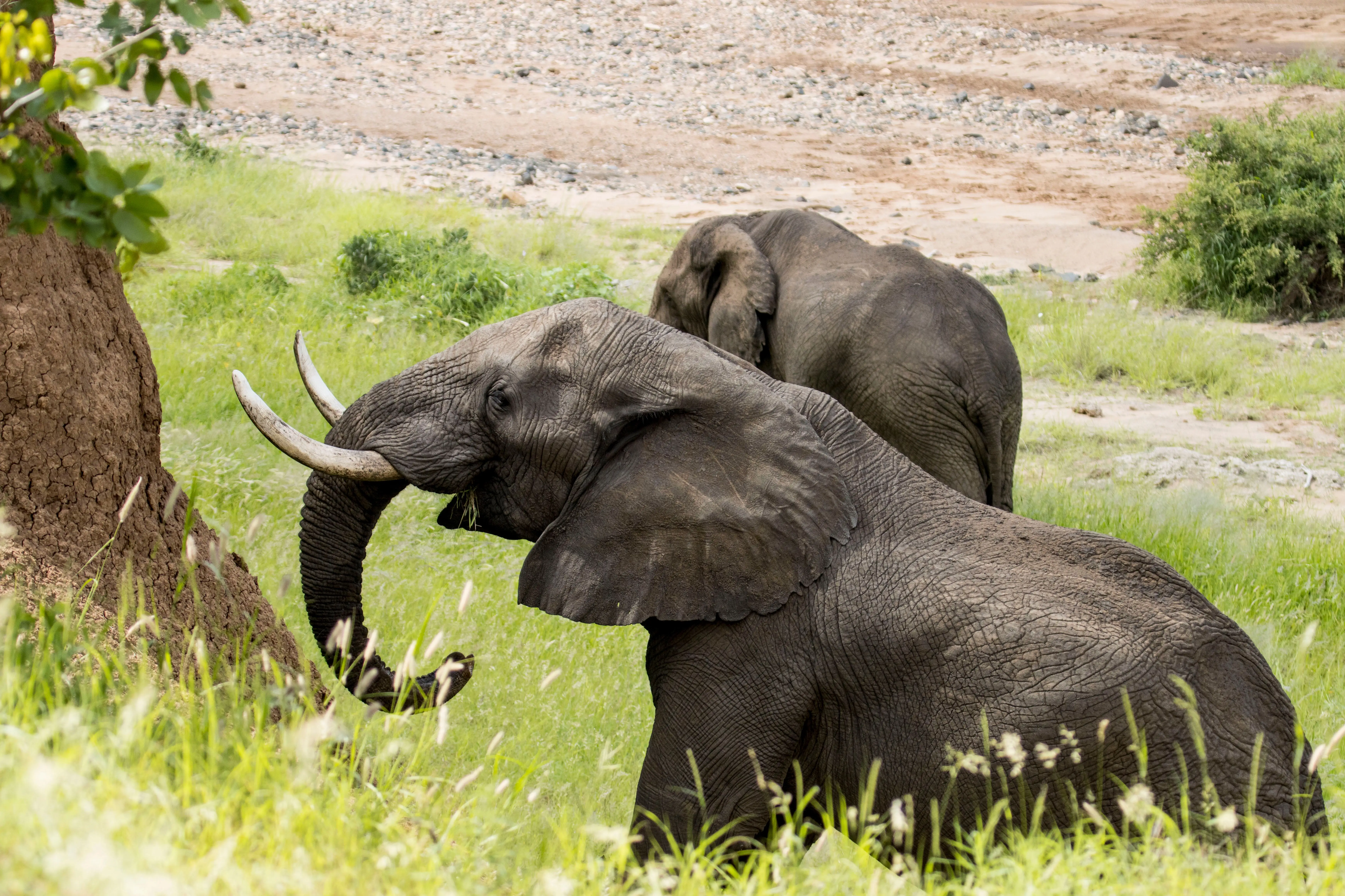7 Days Migration Explorer Safari Tanzania Wildlife Experience