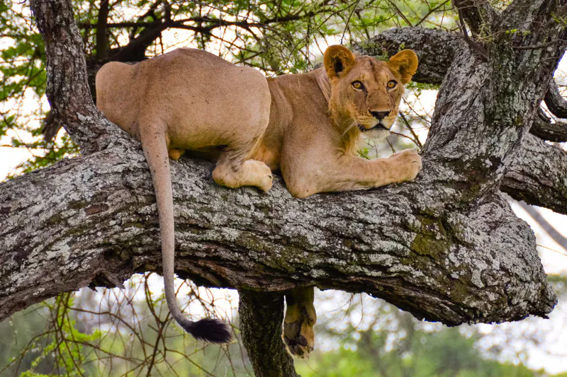 5-Day Tanzania Mid-Range Combination Safari