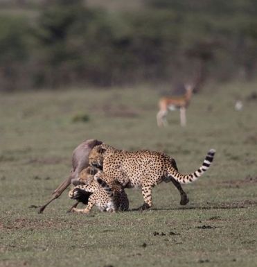 3-DAY FLY CALVING SEASON IN SERENGETI NATIONAL PARK