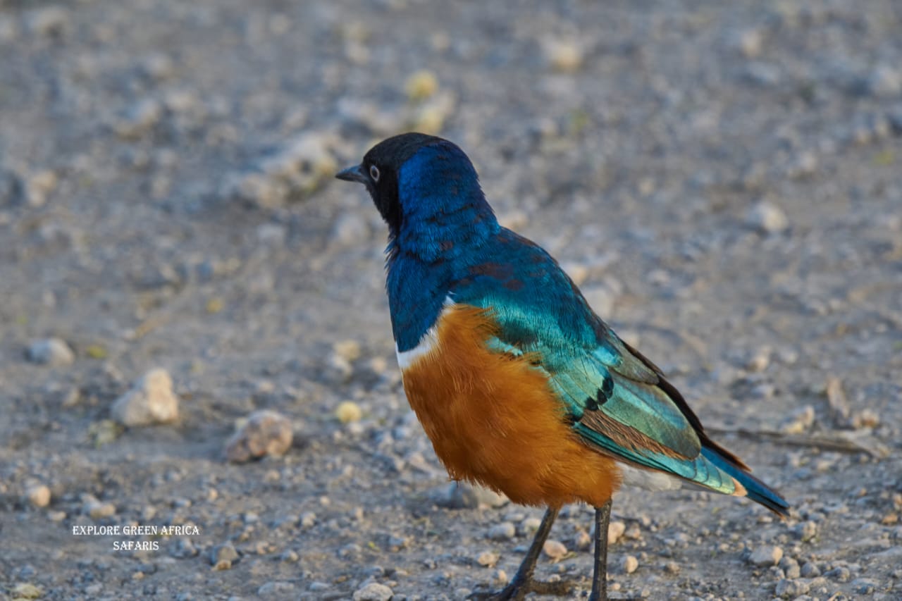2-Days Tarangire Park and Ngorongoro Crater