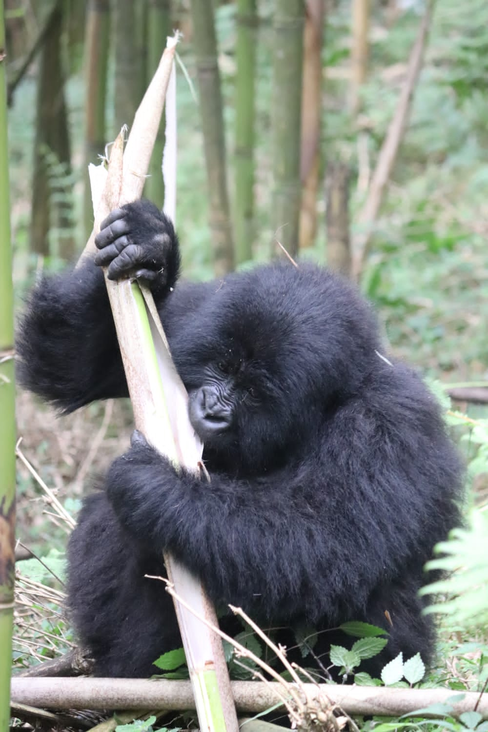 7-Day Rwanda & Uganda Primates Trekking & Wildlife Tour - Safari 2 Gorilla Tours - Safarigo