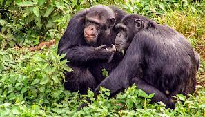 3-Day CHIMPS LUXURY SPECIAL - The Shuttle Hospitality - Safarigo