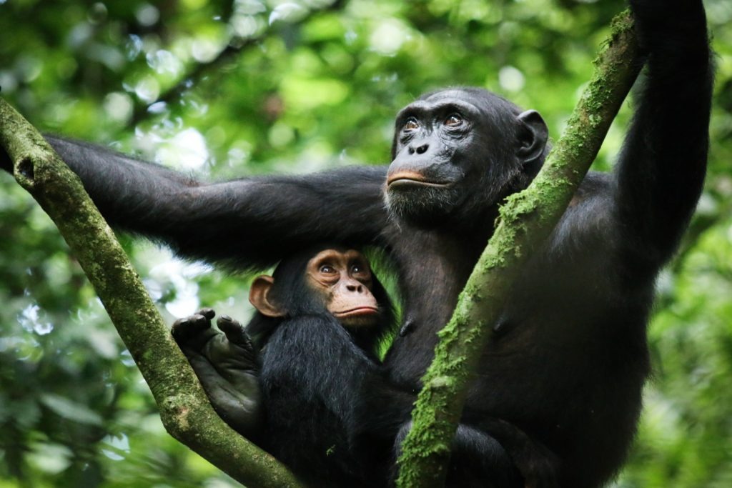 10-Day Shoebill Watching, Gorilla & Chimp Trekking Tour In Uganda