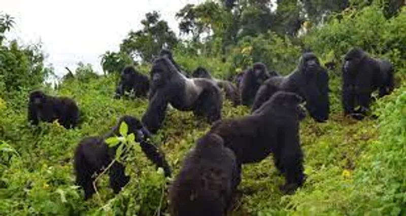 3-Days Uganda Gorilla trekking Safari