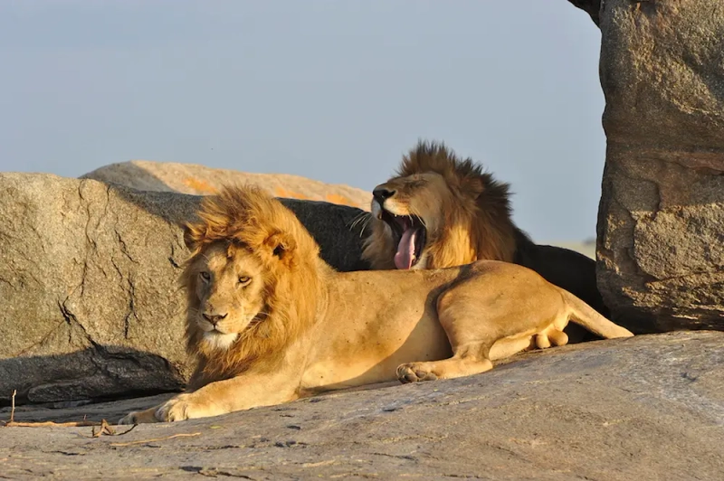 7 Day Wildbeest Migration & Mara River Crossing Journey