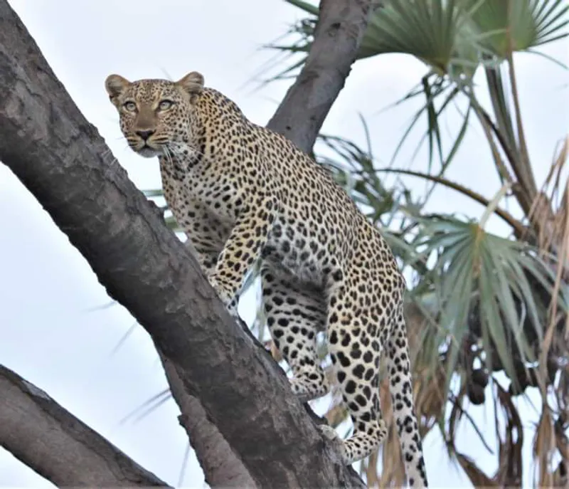6 Days Amboseli, Lake Naivasha and Maasai Mara Safari