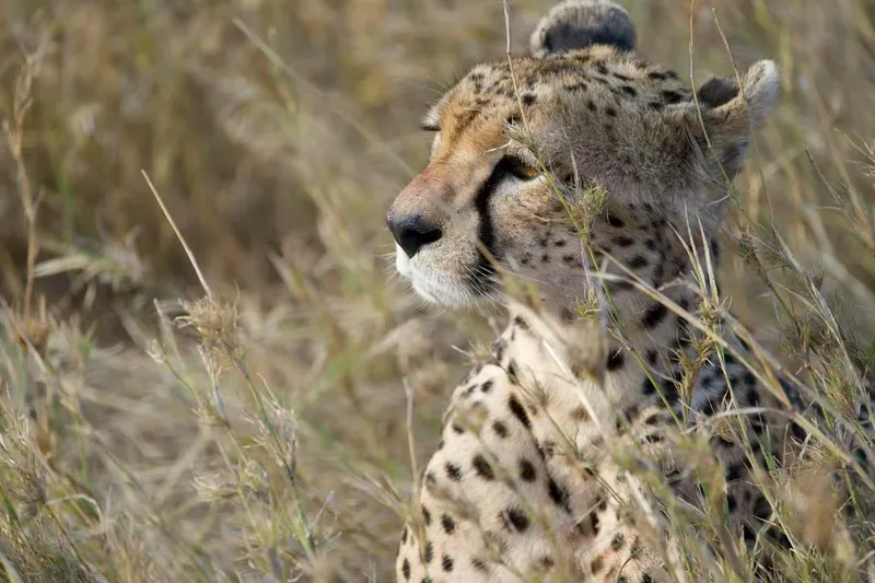 6-tägige Tansania-Safari für Familie und Freunde: Abenteuer, Tierwelt und unvergessliche Erinnerungen