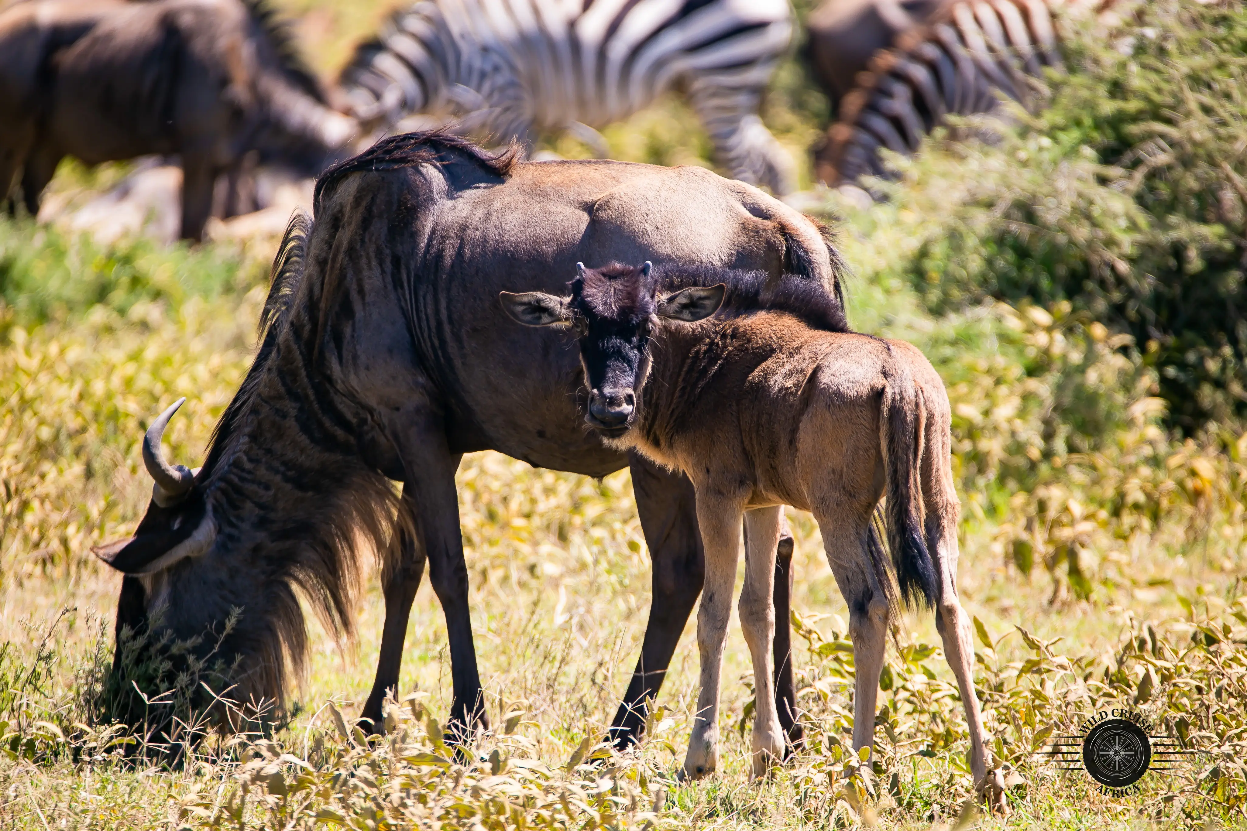 4-Day Arusha, Tarangire, Ngorongoro & Manyara-Mid-Range