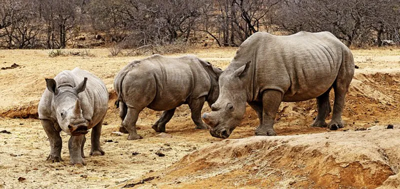 5-Day Safari Exploring The Beauties Of The Great Masai Mara, Lake Nakuru and Lake Naivasha
