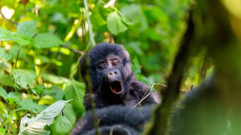 Classic Rwanda Safari- 10 Days