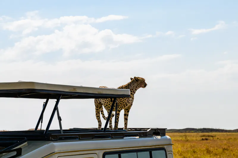 5-Day Ol Pejeta, Lake Nakuru & Masai Mara Safari (Mid-Range)