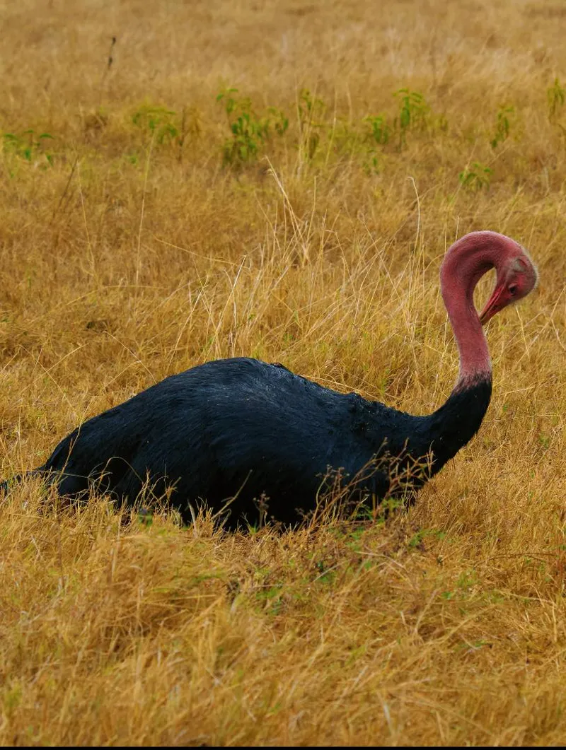 7-tägige Safari zur Großen Migration – Flamingos, Flussüberquerungen & die Big Five