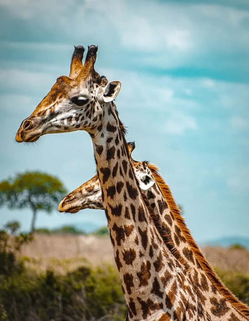 3-Day Serengeti And Ngorongoro Adventure