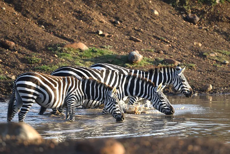 7 Day Standard Honeymoon Journey and Celestial Love Safari