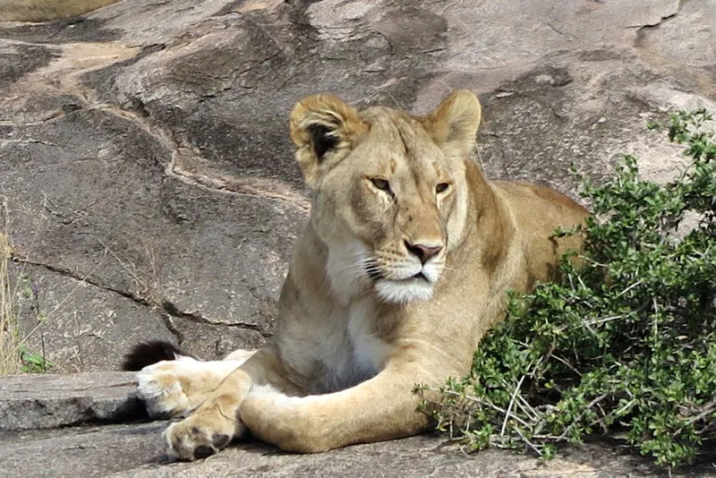 7- Day Tarangire , Serengeti , Ngorongoro lake Manyara and Materuni Hiking and waterfalls