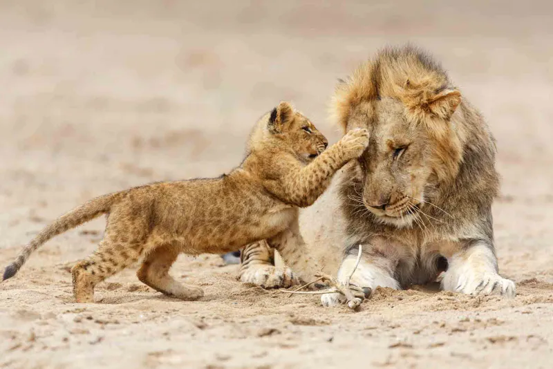 8-Day Tanzania Safari: Arusha, Ndutu, Ngorongoro Crater, and Serengeti Adventure