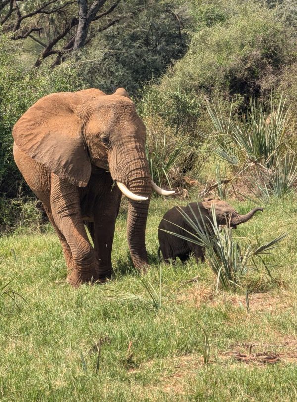 3 Day Thrilling Safari In Samburu National Reserve