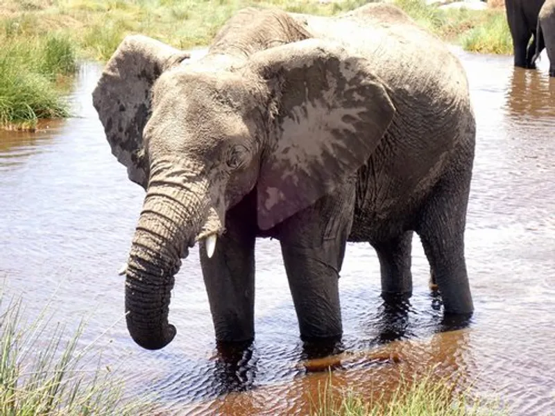 7 Days Luxury Tanzania Safari