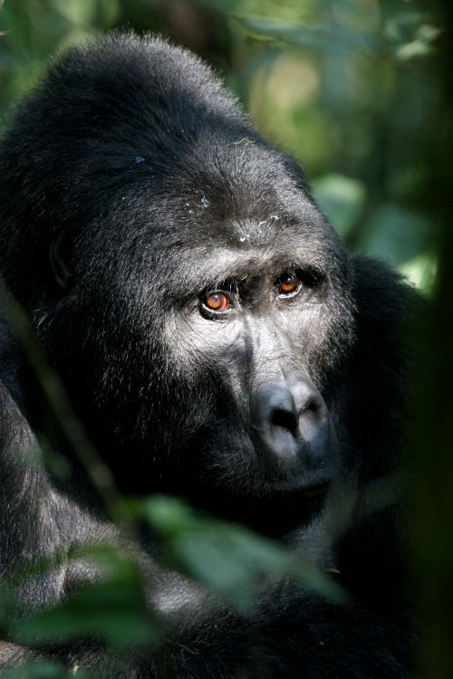 6 Days Rwanda Gorillas, chimpanzees and golden monkeys safari