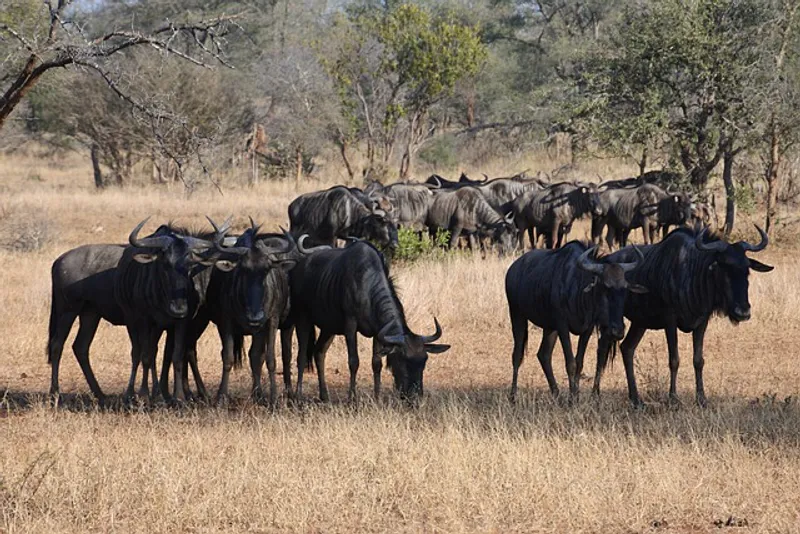 3-Day Exploring the Wonders of Maasai Mara