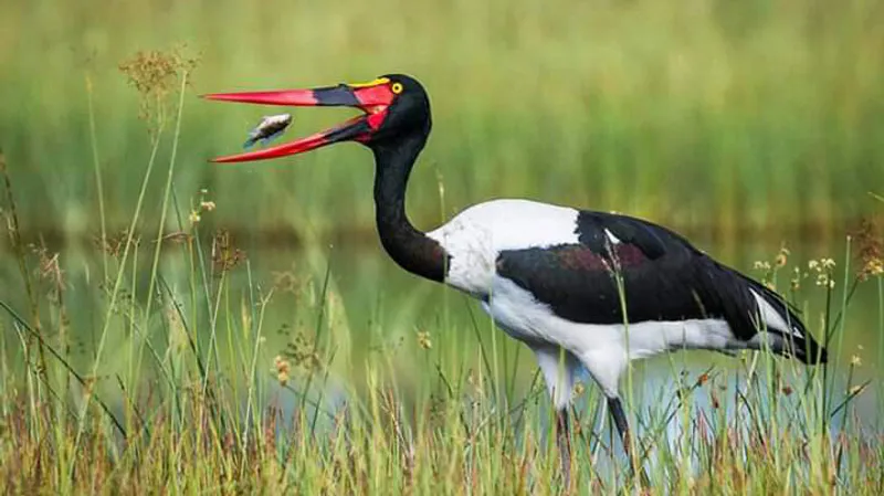 3-Day Mombasa， Amboseli，Tsavo West National Park Safari