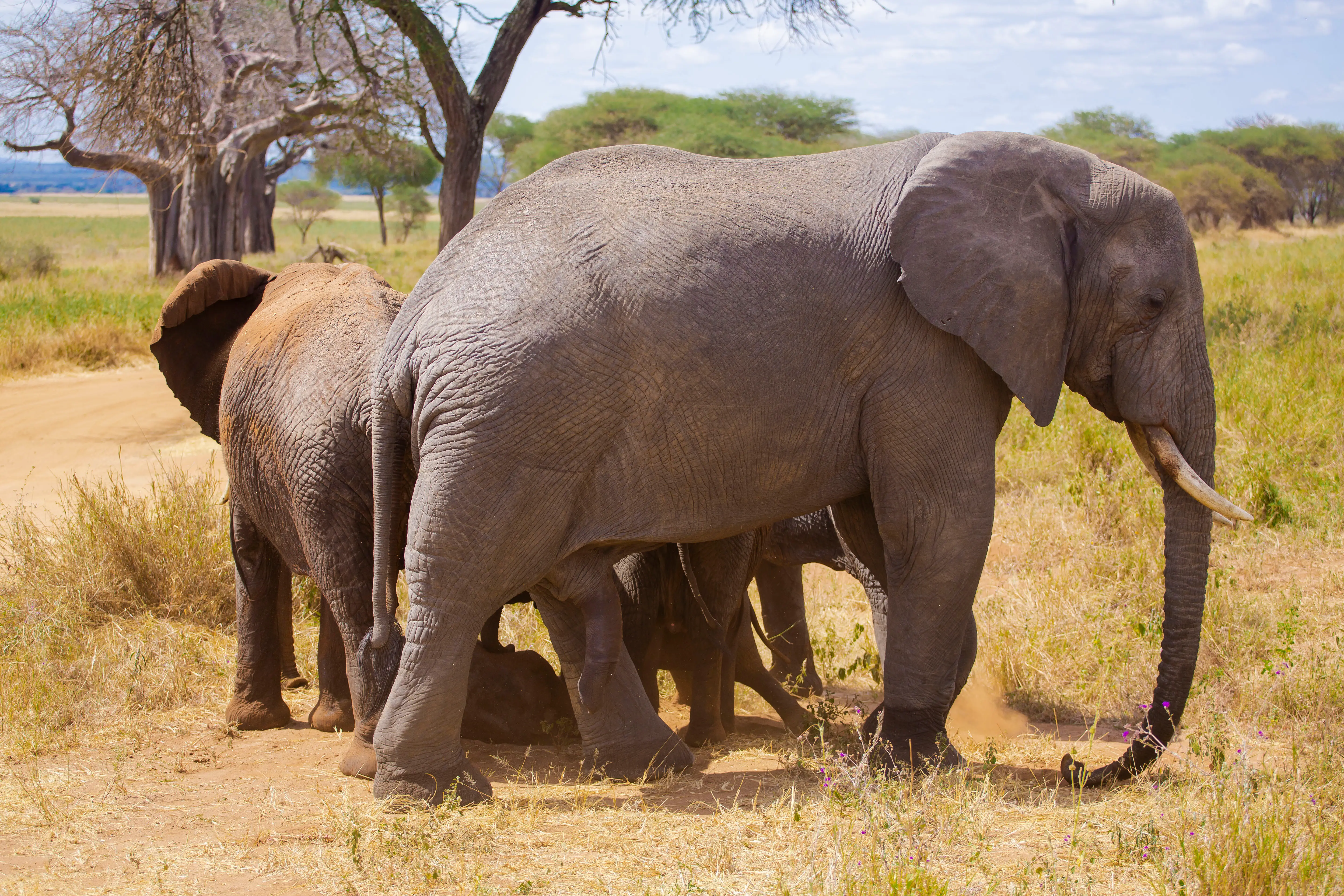 6-Day Signature Luxury Tanzania Safari – Tarangire, Serengeti, Ngorongoro & Lake Manyara