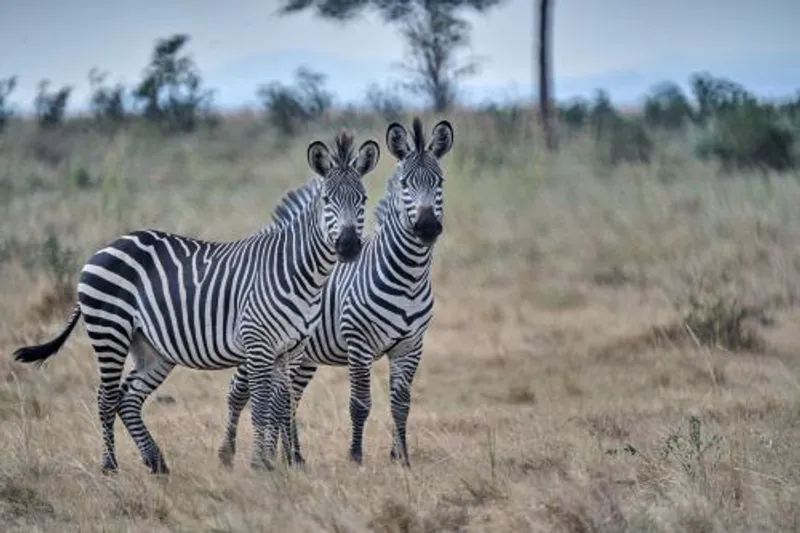 6-Day Northern Circuit National parks Safari.