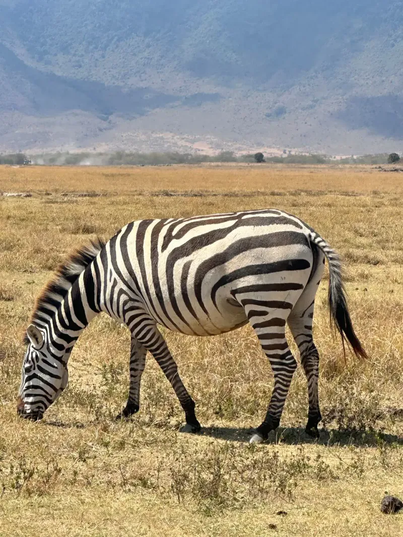 Ultimate Adventure: Selous, Ruaha & Mikumi – 9 Days From Dar es Salaam