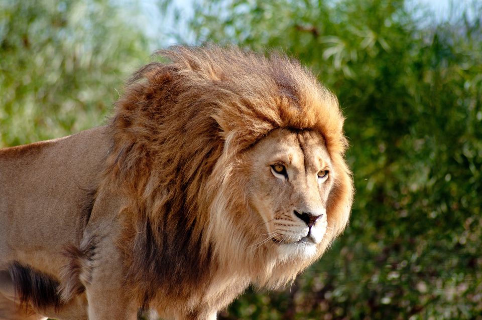 3-Day Thrilling Safari In Serengeti National Park