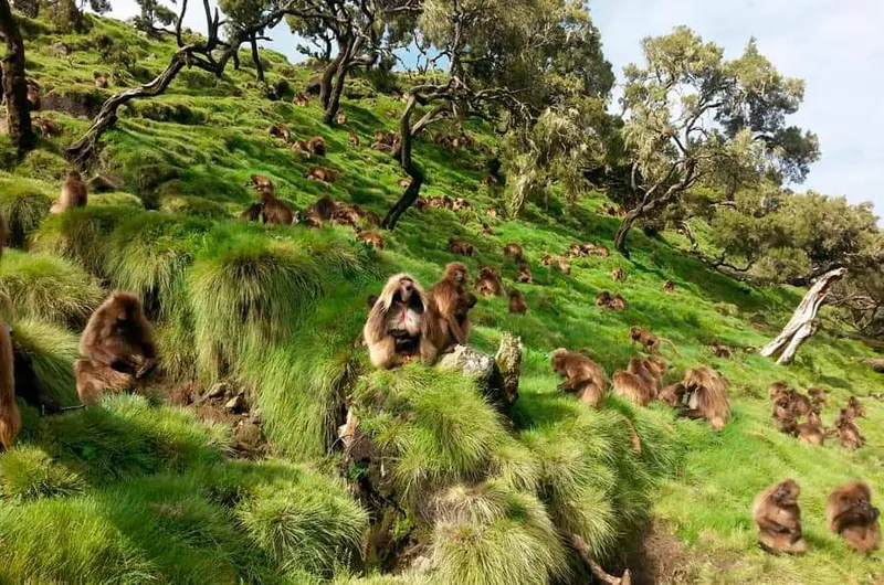 5 Days Trekking to Simen mountain