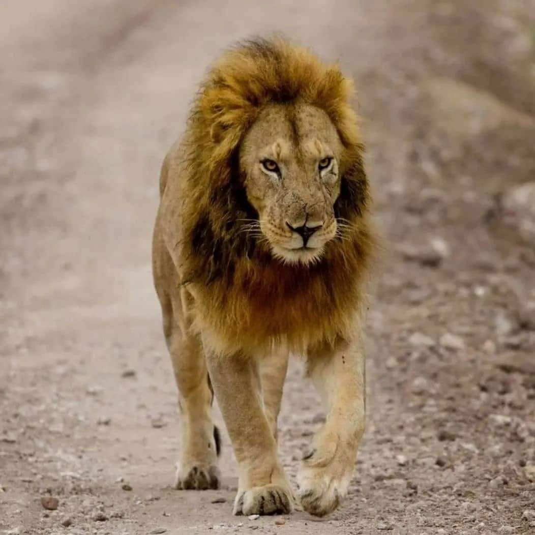 11-Day The best of East Africa Safari