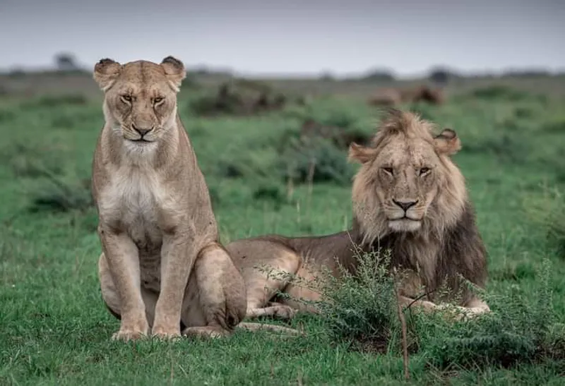 5-Days Explore Masai Mara National Reserve safaris